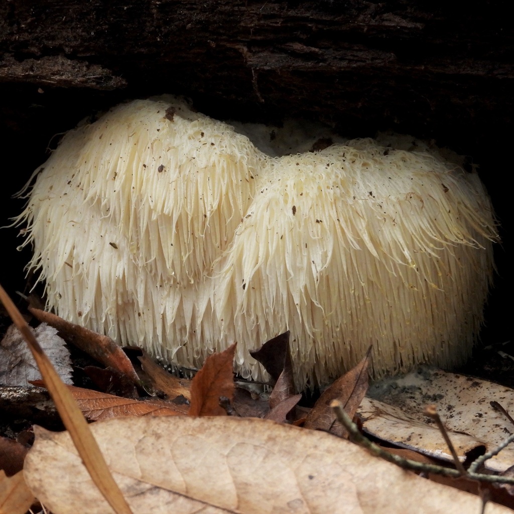 Hericium erinaceus · February 2026 · photo: © gaudettelaura (iNaturalist, cc-by)