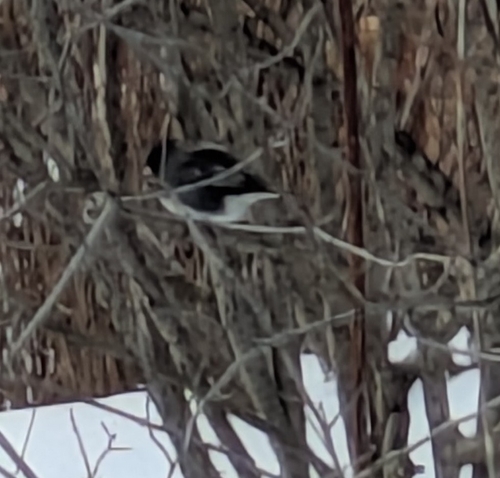 Dark-eyed Junco