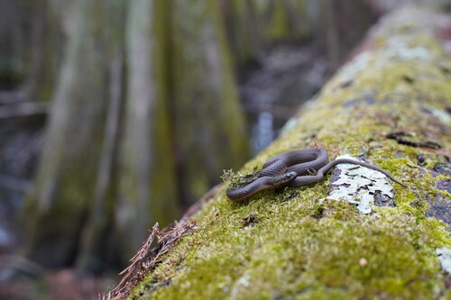 Glossy Swampsnake