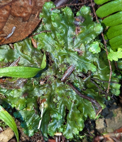 Ring Pellia (Pellia neesiana)
