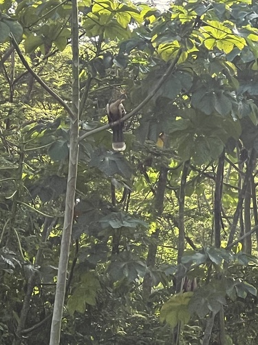 Hoatzin