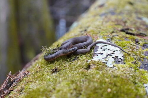 Glossy Swampsnake
