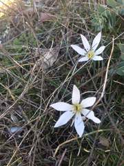 Colchicum hungaricum