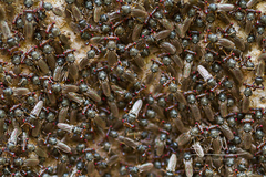 Sphyracephala beccarii