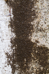 Sphyracephala beccarii