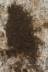 Sphyracephala beccarii