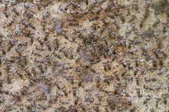 Sphyracephala beccarii