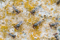 Sphyracephala beccarii