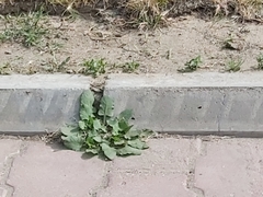 Rumex spinosus