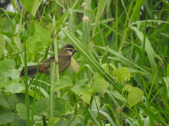 Pterorhinus sannio