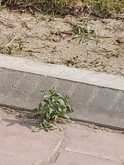 Chenopodiastrum murale