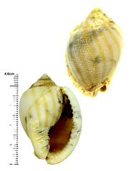 Phalium flammiferum