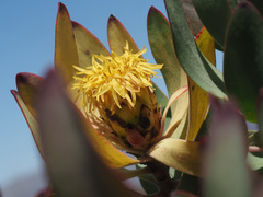 Leucadendron barkerae