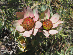 Leucadendron barkerae