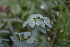 Euphorbia microcarpa