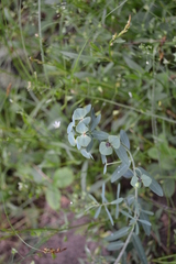 Euphorbia microcarpa