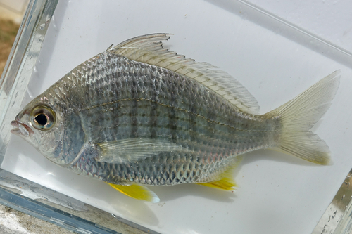 Blue-backed silver biddy (Gerres erythrourus) — Gerreidae