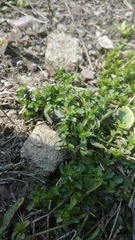 Rungia pectinata