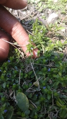 Rungia pectinata