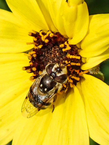 Unknown species found near San Diego, California, United States