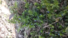Rungia pectinata