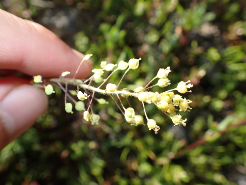 Jared's peppergrass (Lepidium jaredii)
