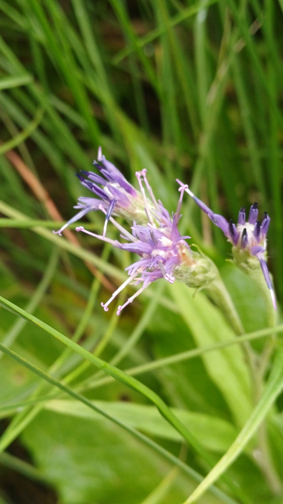Alpine Saw-Wort (Saussurea alpina)