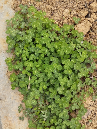 white clover