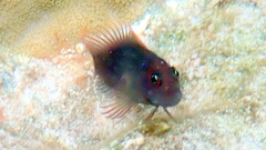 Cirripectes vanderbilti