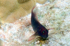 Cirripectes vanderbilti