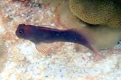 Cirripectes vanderbilti