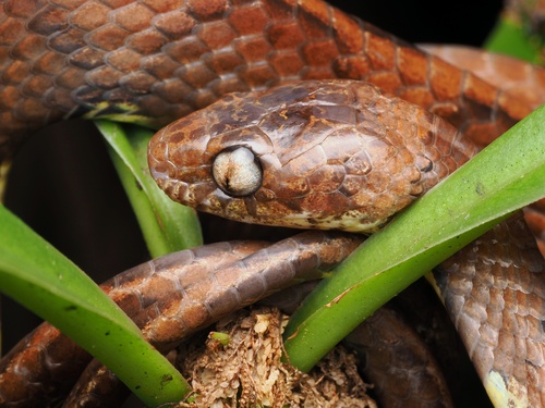 Vermiculate Snail-eater