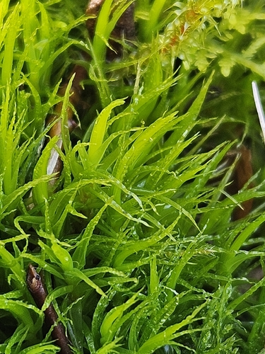 Crisped Fork-moss (Dicranum bonjeanii)