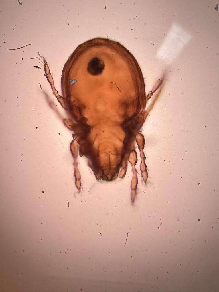 Tectocepheus velatus