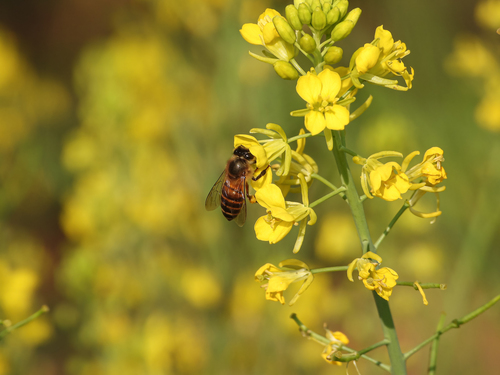 Asian Honey Bee