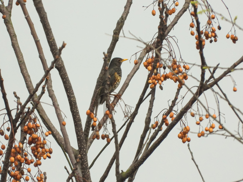 Japanese Thrush