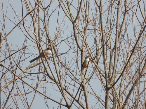 Yellow-eyed Babbler