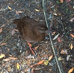 Gallirallus australis scotti