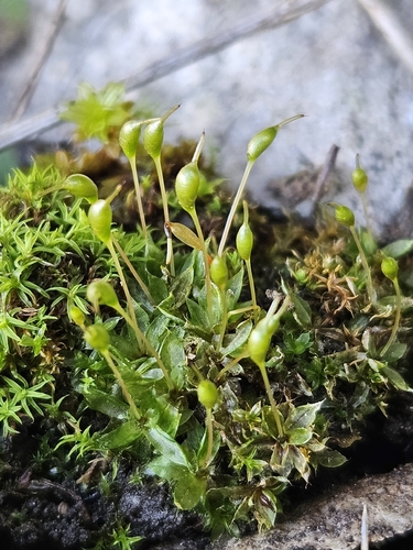 Muhlenberg's Cord-moss (Entosthodon muhlenbergii)