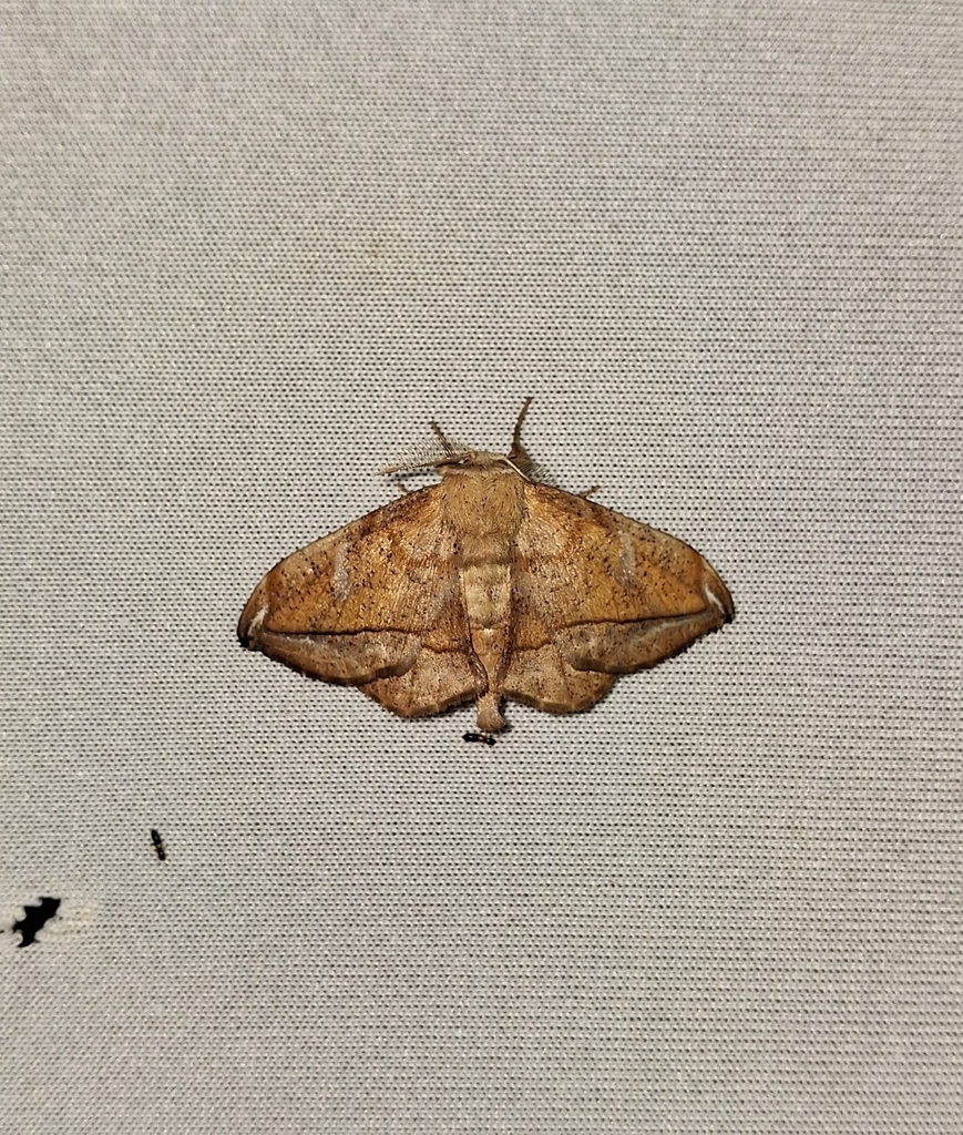 Menevia pallida