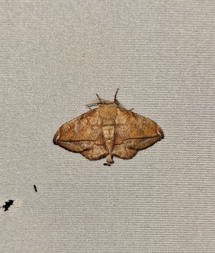 Menevia pallida
