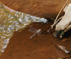 Austroaeschna subapicalis