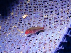 Lachdebere's Pygmy Goby photo 4