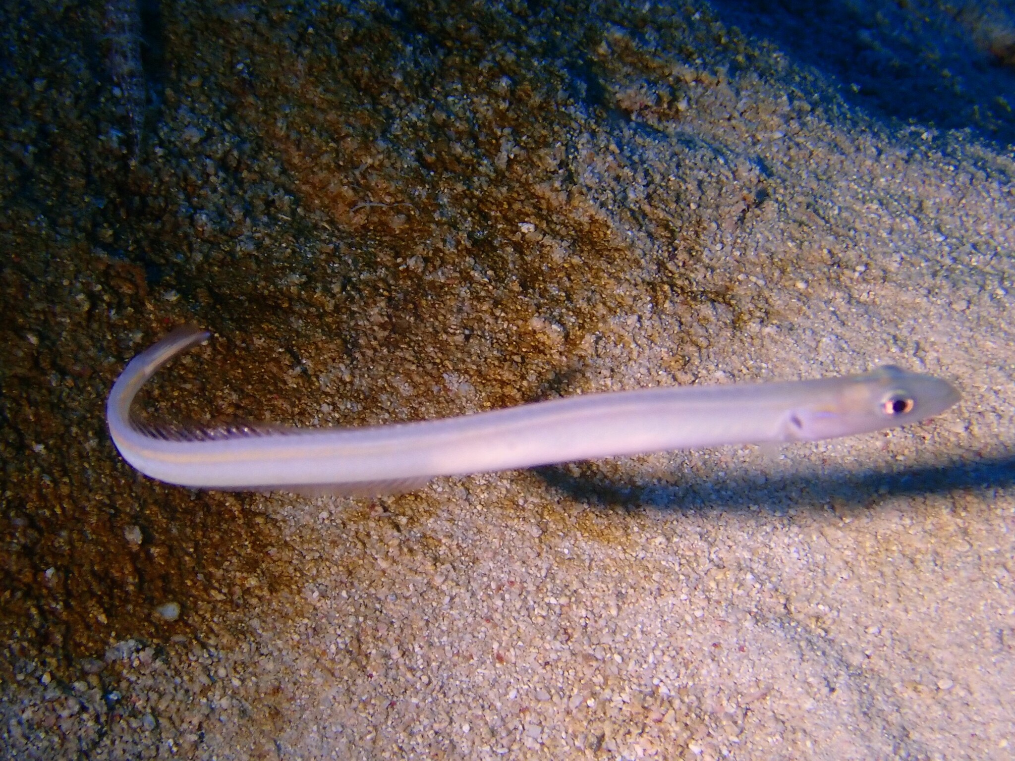 Onespot Wormfish photo 4