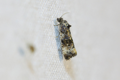 Endothenia