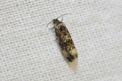 Endothenia