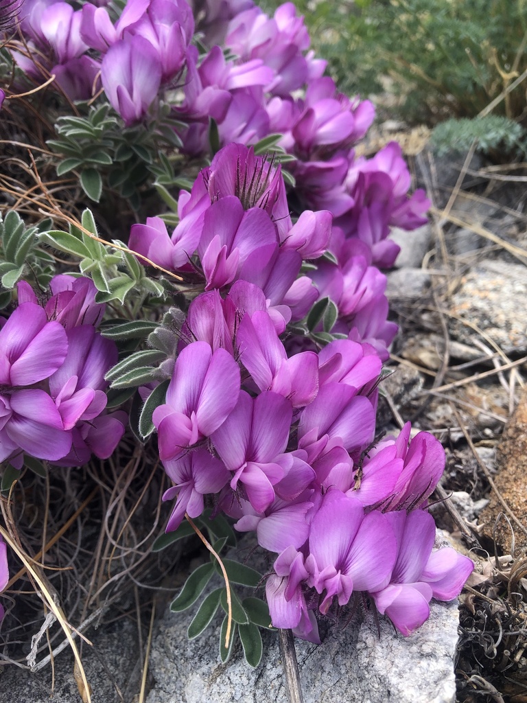 Hedysarum zundukii