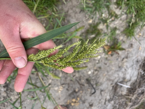 Echinochloa crus-pavonis, 2026-02-16