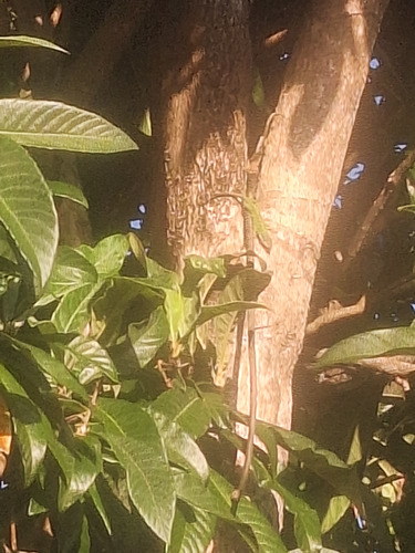Anolis carolinensis observed 2026-01-06