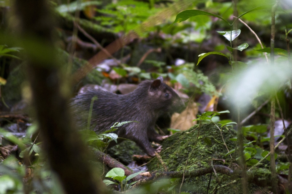 African Brush-tailed Porcupine